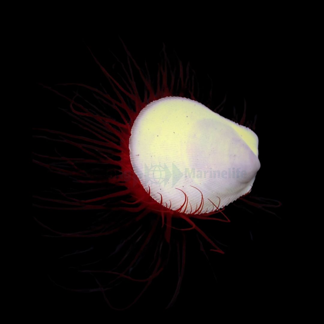 Electric Flame Scallop - Ctenoides ales