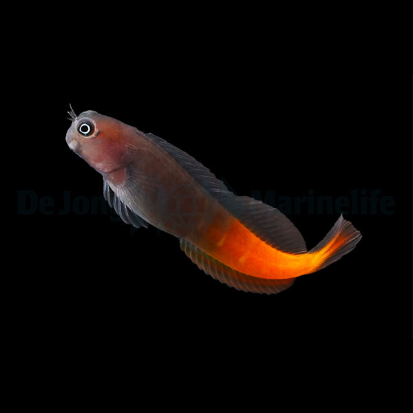 Ecsenius bicolor – Bicolor Blenny
