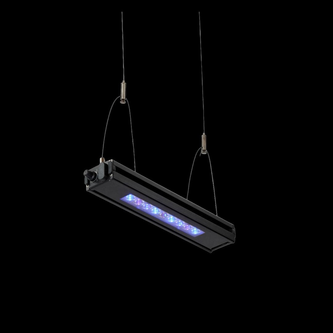 ReefBreeders Meridian Edge 12