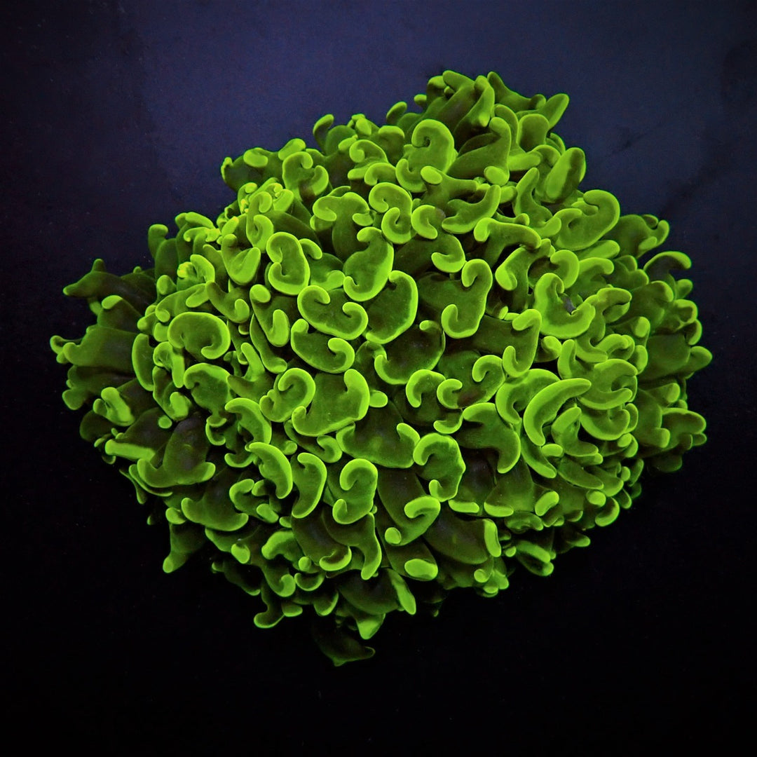 PRE-ORDER Euphyllia Green Premium - Frag