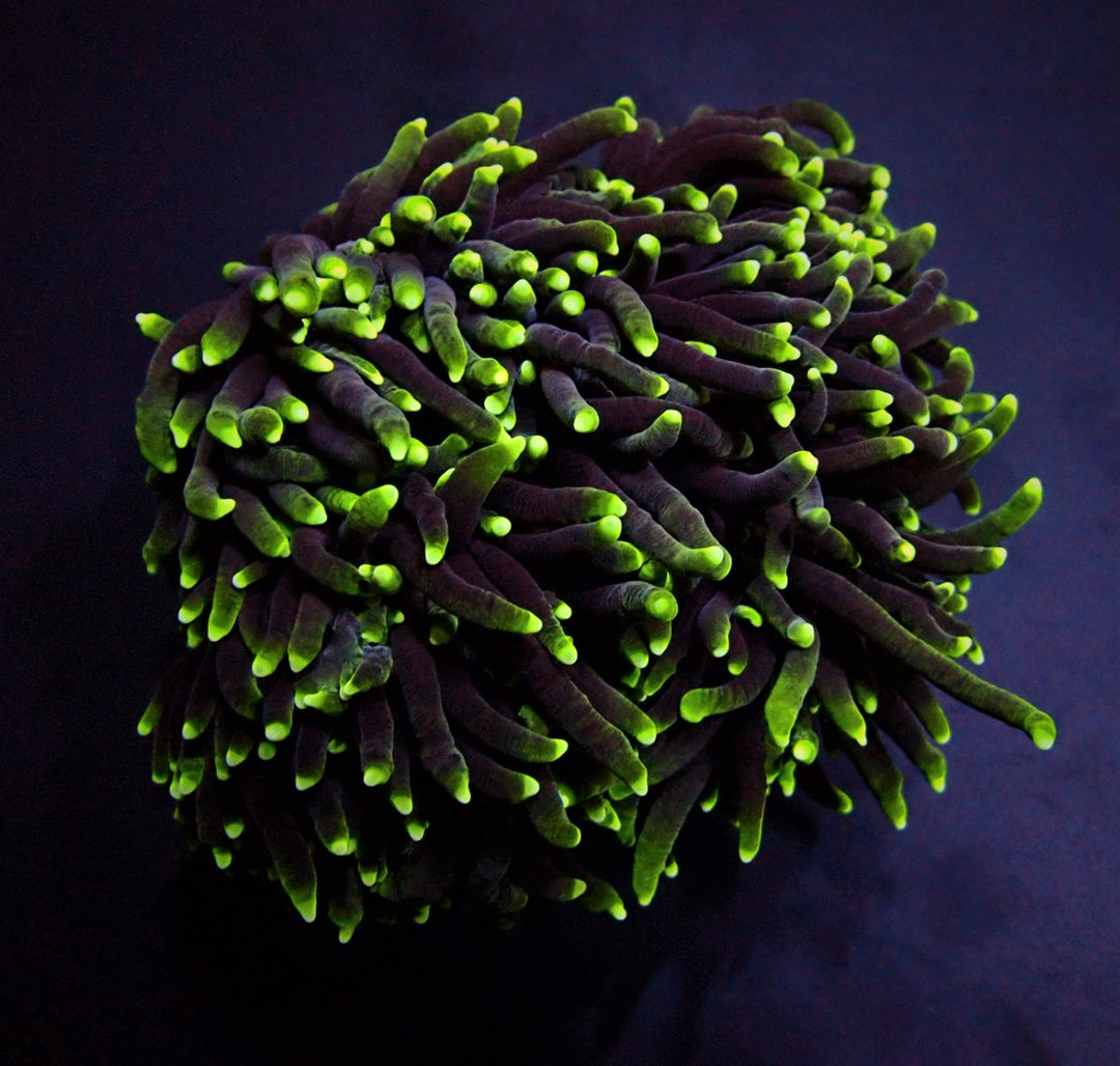 PRE-ORDER Euphyllia glabrescens Green Premium 1 Hode