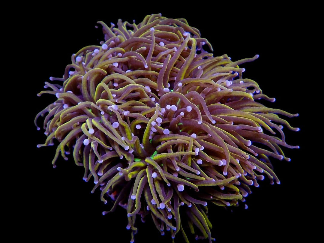 PRE-ORDER Euphyllia Hellfire 1 Hode