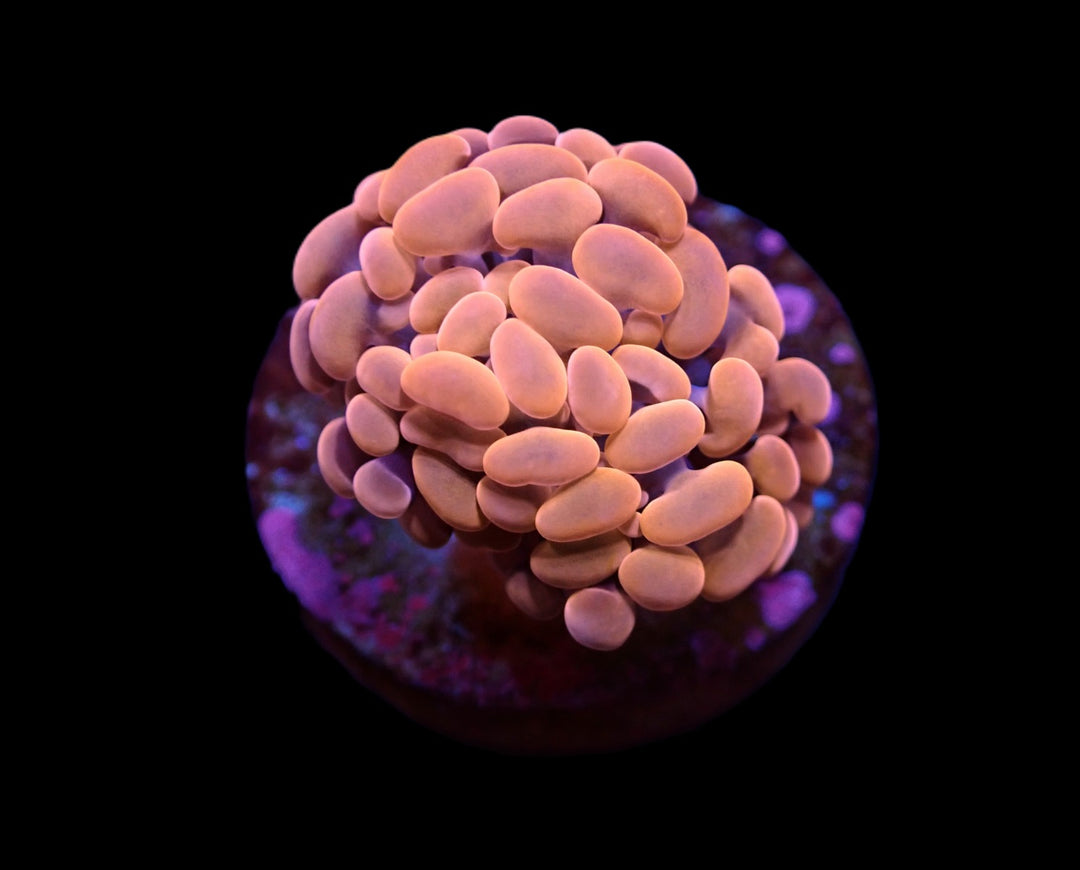 PRE-ORDER Euphyllia Para Orange/Pink 1 Hode