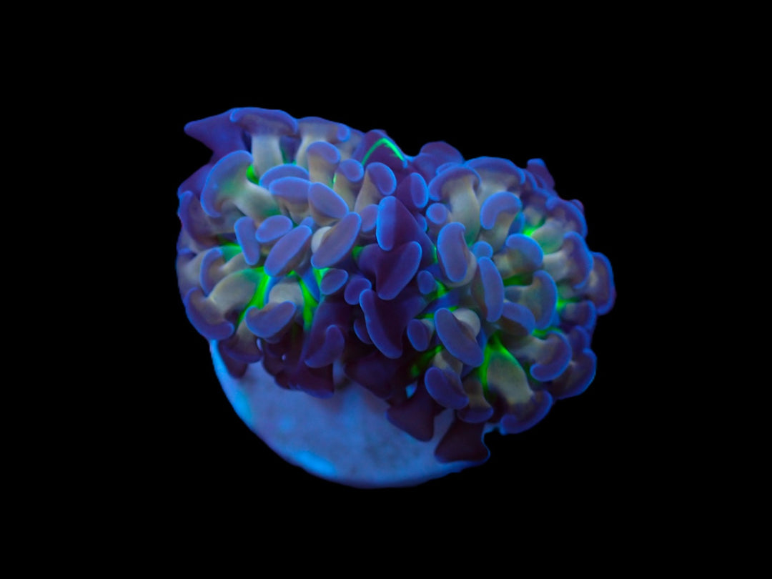 PRE-ORDER Euphyllia paraancora Voodo Child 1 Hode