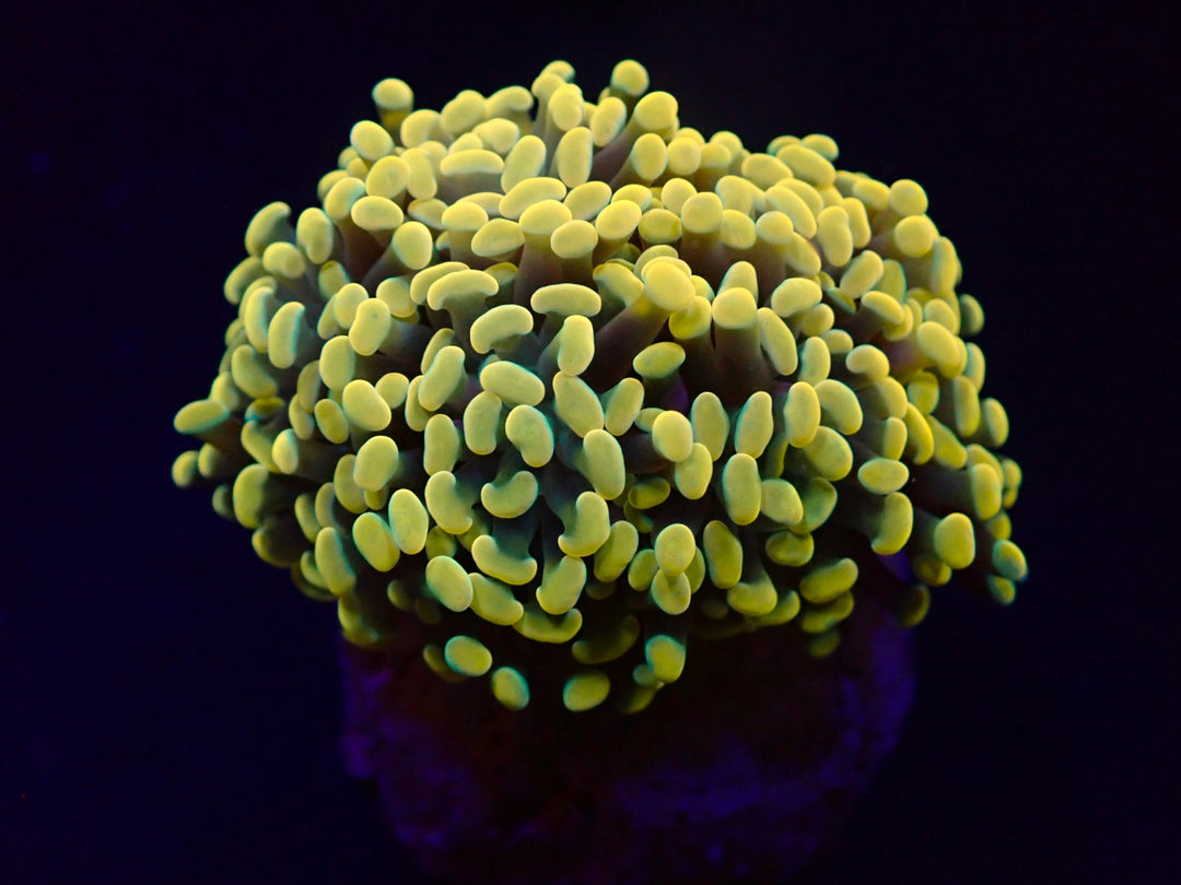 PRE-ORDER Euphyllia Paraancora Yellow/Gold 1 Hode