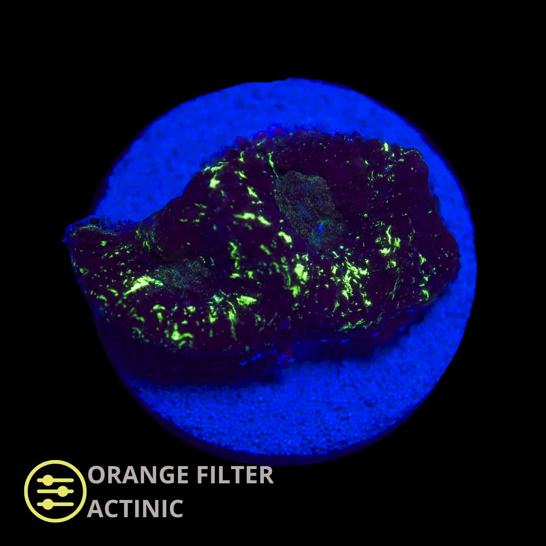 CL Blood Alien Favia - Frag