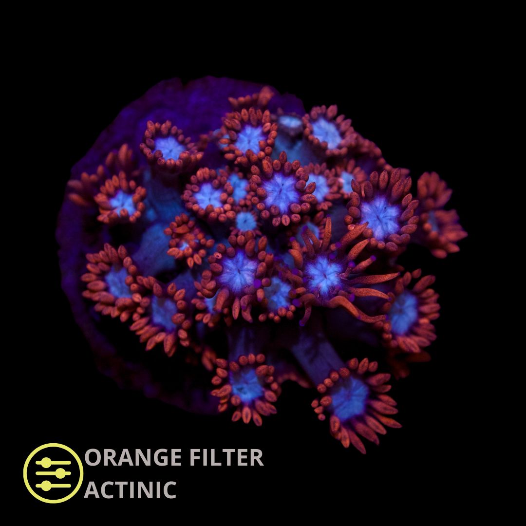 CL Fire & Ice Goniopora - Frag