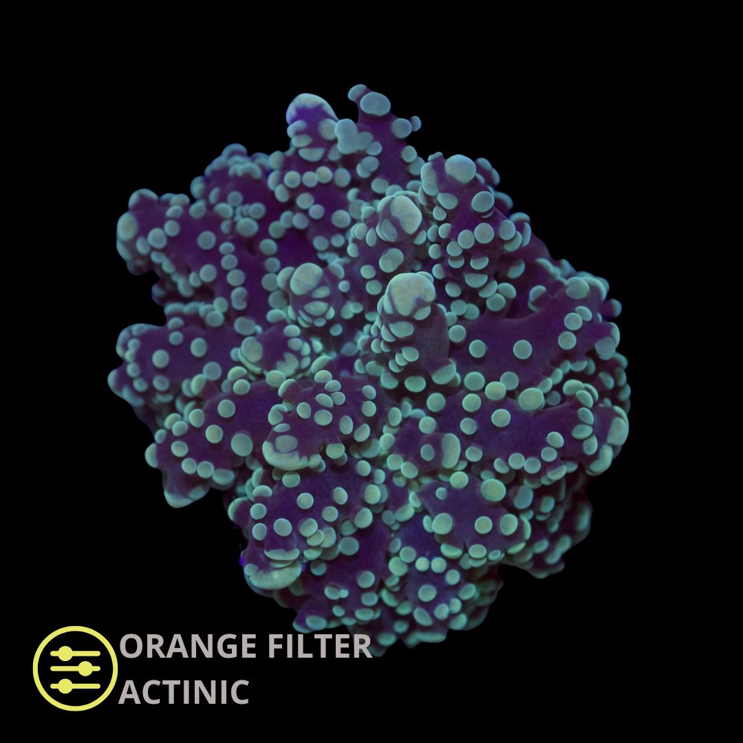CL Frogspawn Green Ultra Euphyllia Paradivisa - Frag