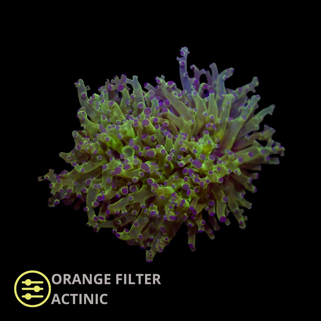 CL Frogspawn Green Premium Euphyllia Paradivisa - Frag