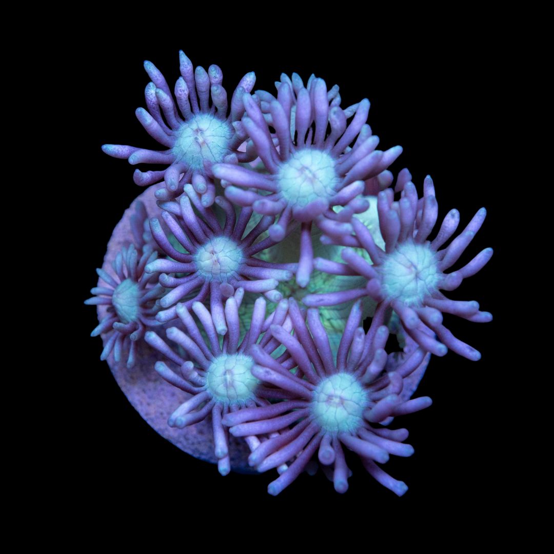CL Ultra Multi Color Goniopora - Frag