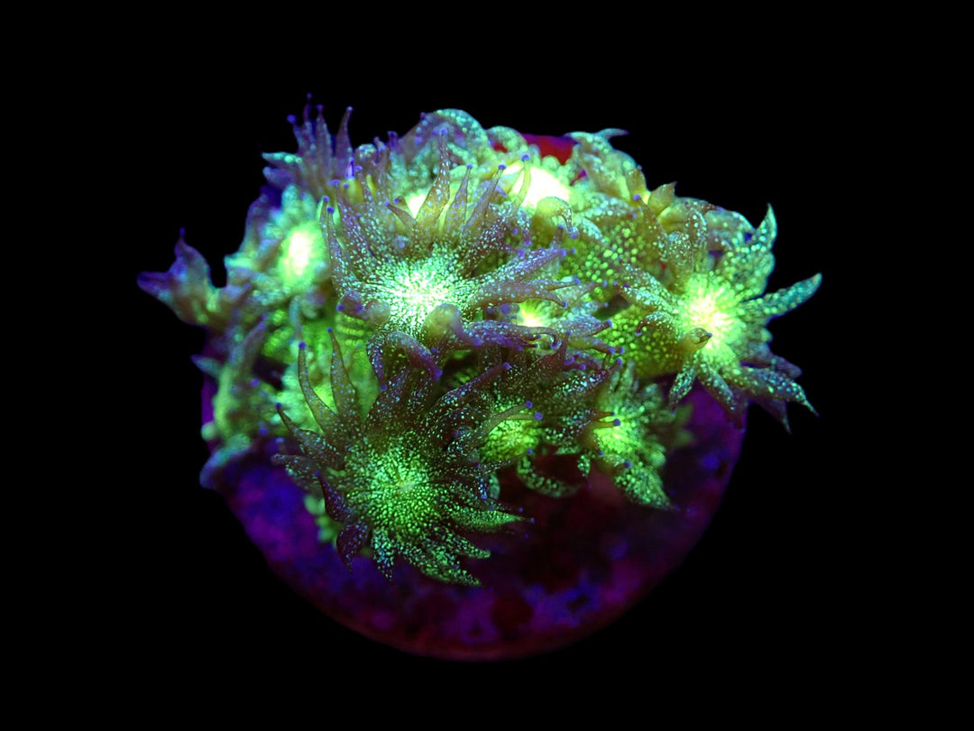 PRE-ORDER Goniopora Aussie Glitterbomb