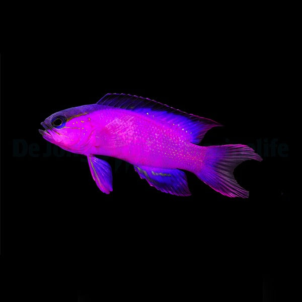 Blackcap Basslet - Gramma Melacara