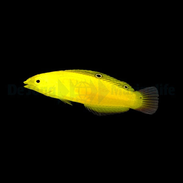 Halichoeres chrysus – Yellow Wrasse