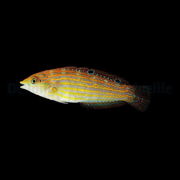 Halichoeres cosmetus – Pinkhead Wrasse