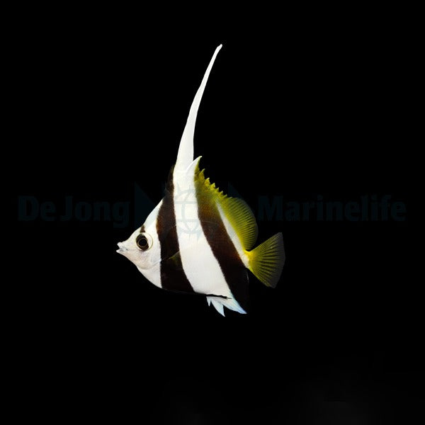 Heniochus diphreutes - Schooling Bannerfish