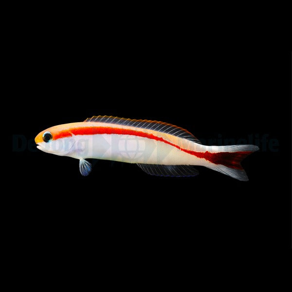 Hoplolatilus marcosi – Marcos Tilefish