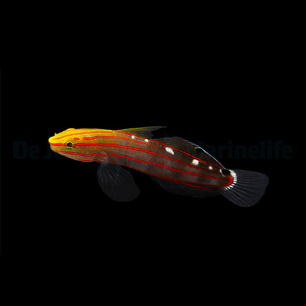 Koumansetta rainfordi – Rainford’s Goby