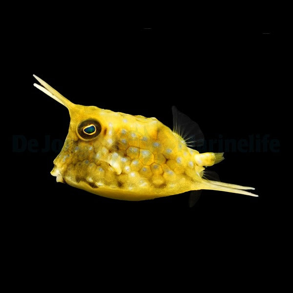 Lactoria cornuta - Longhorn Cowfish
