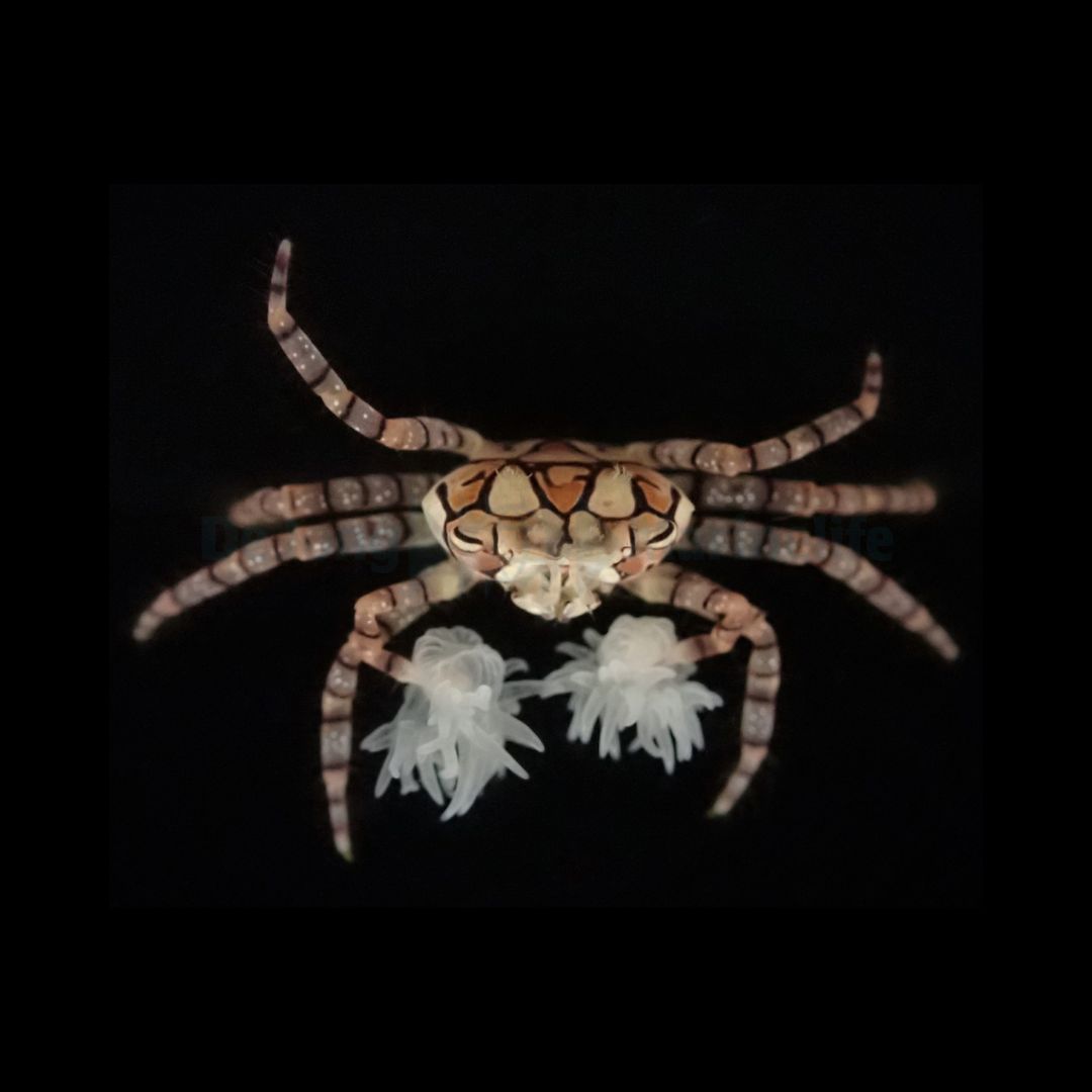 Lybia Tesselata - Pom Pom Krabbe
