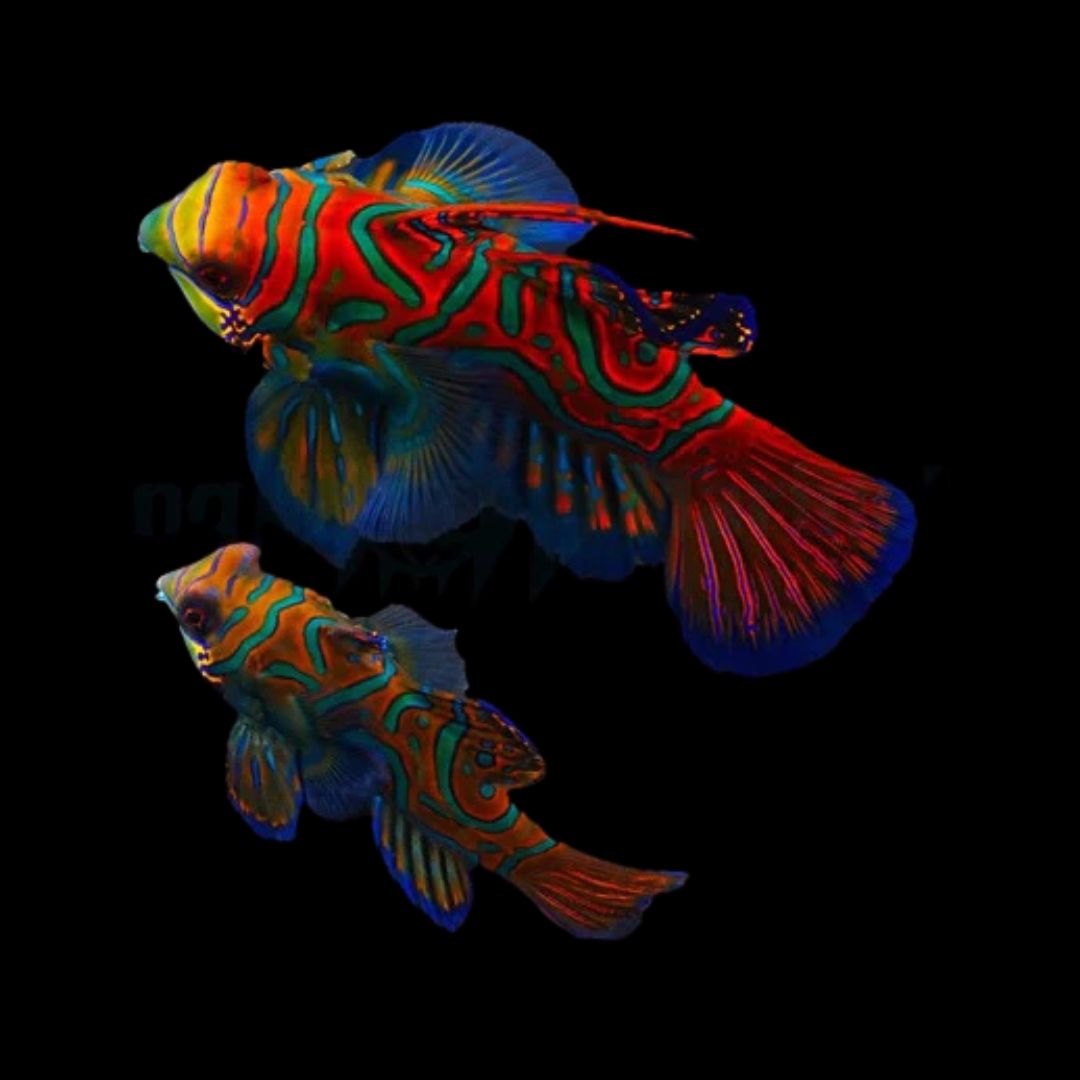Mandarin Par - Pterosynchiropus splendidus