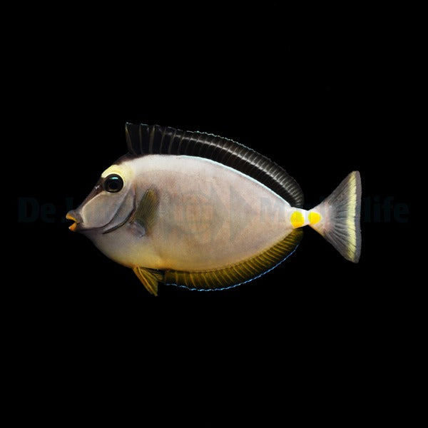 Naso lituratus - Lipstick Tang