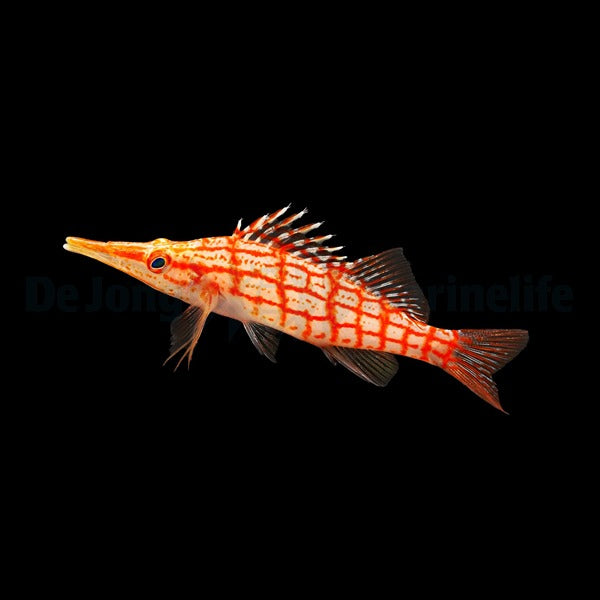 Oxycirrhites typus - Longnose Hawkfish