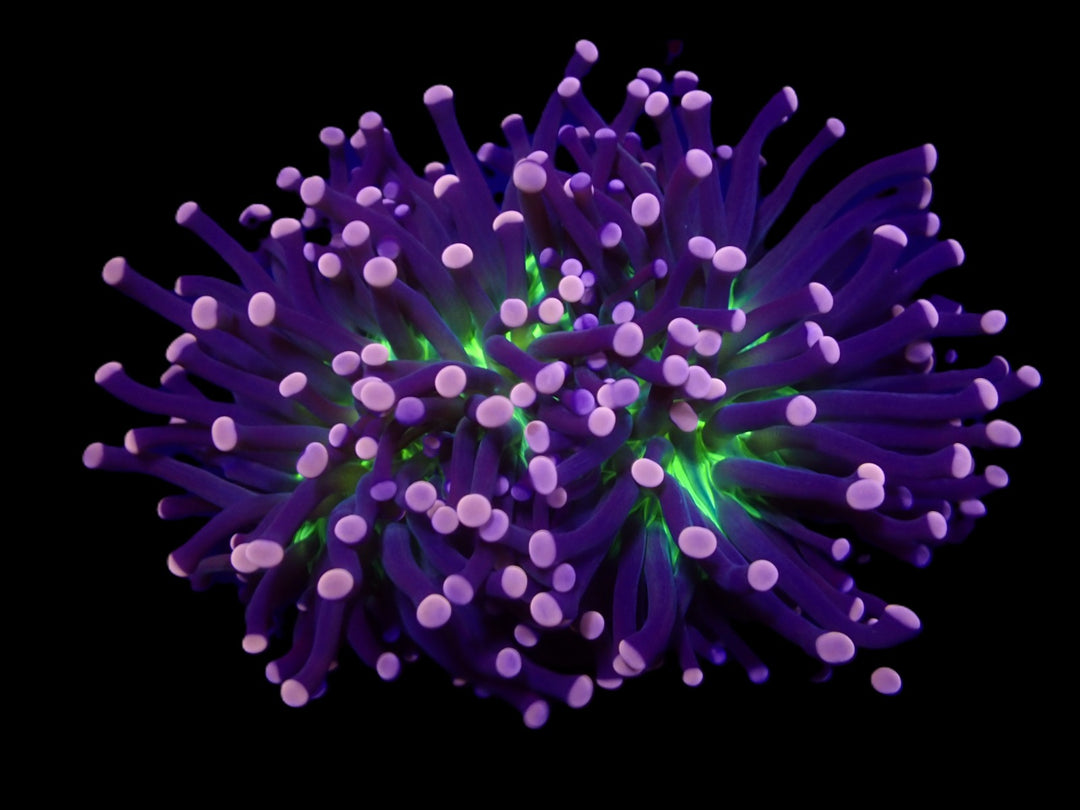 PRE-ORDER Euphyllia Cristata Joker 1 Hode