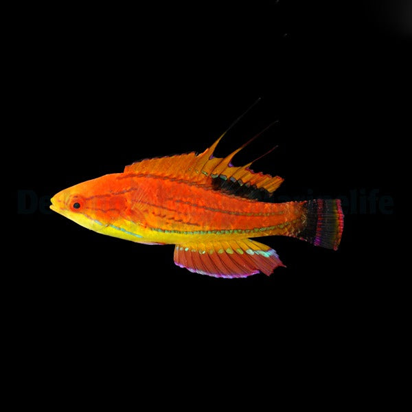 Paracheilinus carpenteri – Carpenter’s Flasher Wrasse