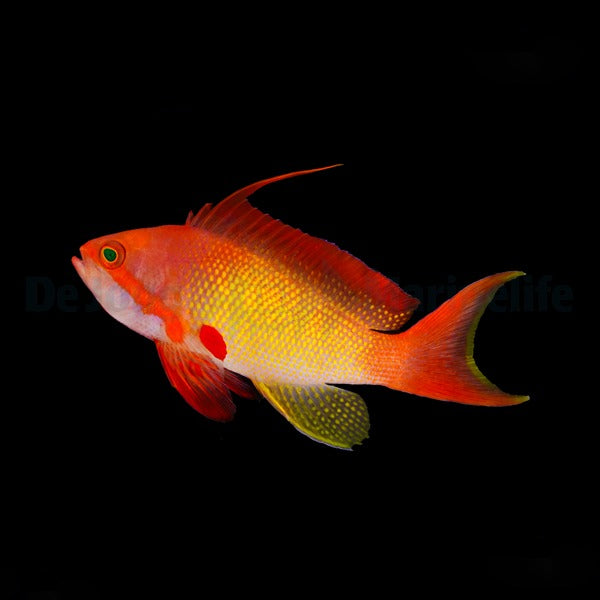 Pseudanthias squamipinnis - Lyretail Anthias (Male)