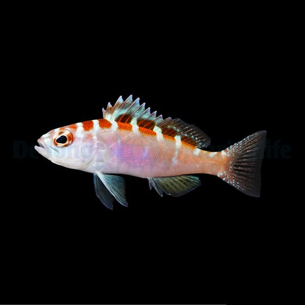 Serranus tortugarum – Tortuga Basslet