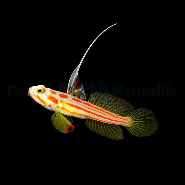 Stonogobiops yasha – Yasha Goby