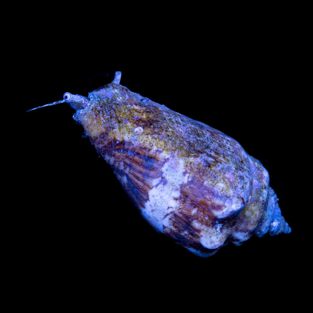 Strombus sp – Strombus Snegl