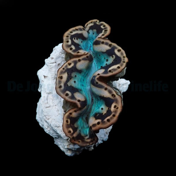 PRE-ORDER Tridacna Maxima Yellow Gold 5 cm