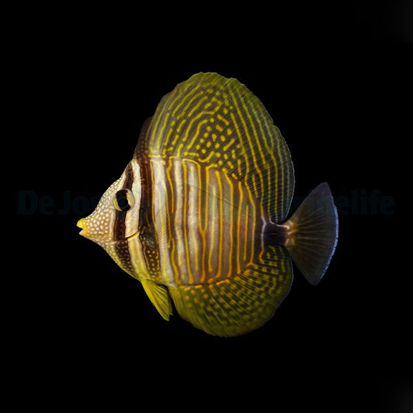 Sailfin Tang - Zebrasoma desjardinii