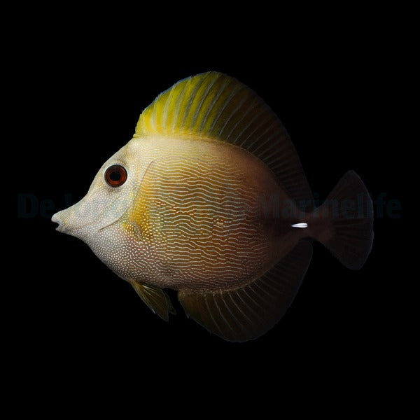 Zebrasoma scopas – Scopas Tang