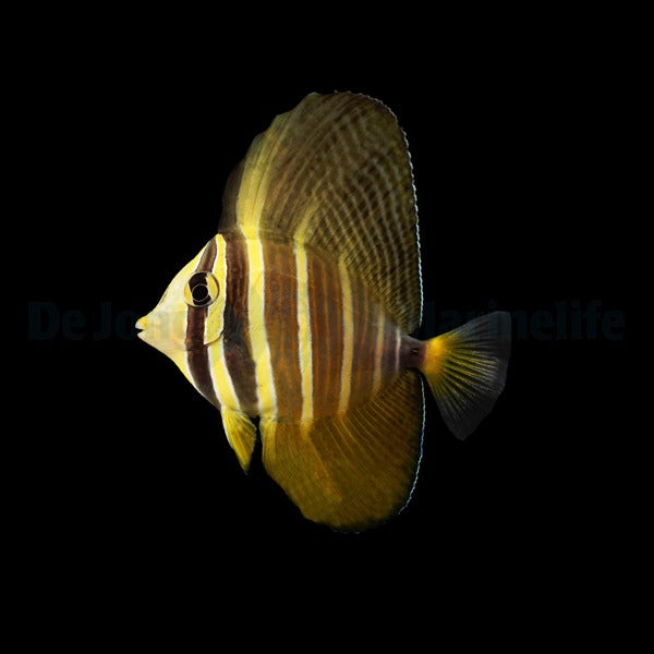 Zebrasoma veliferum – Sailfin Tang