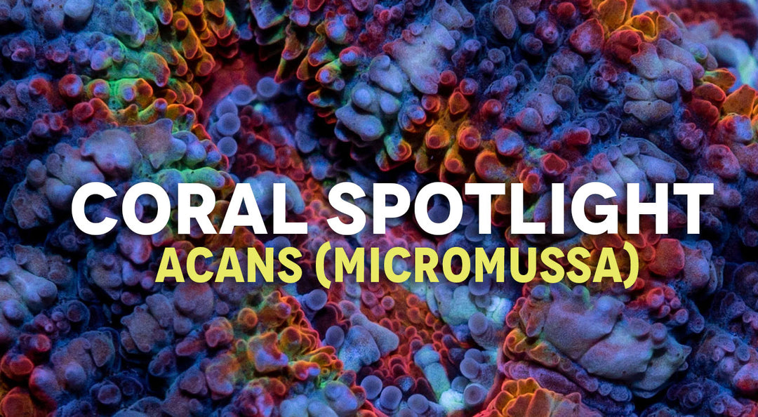 Coral Spotlight: Acan Micromussa