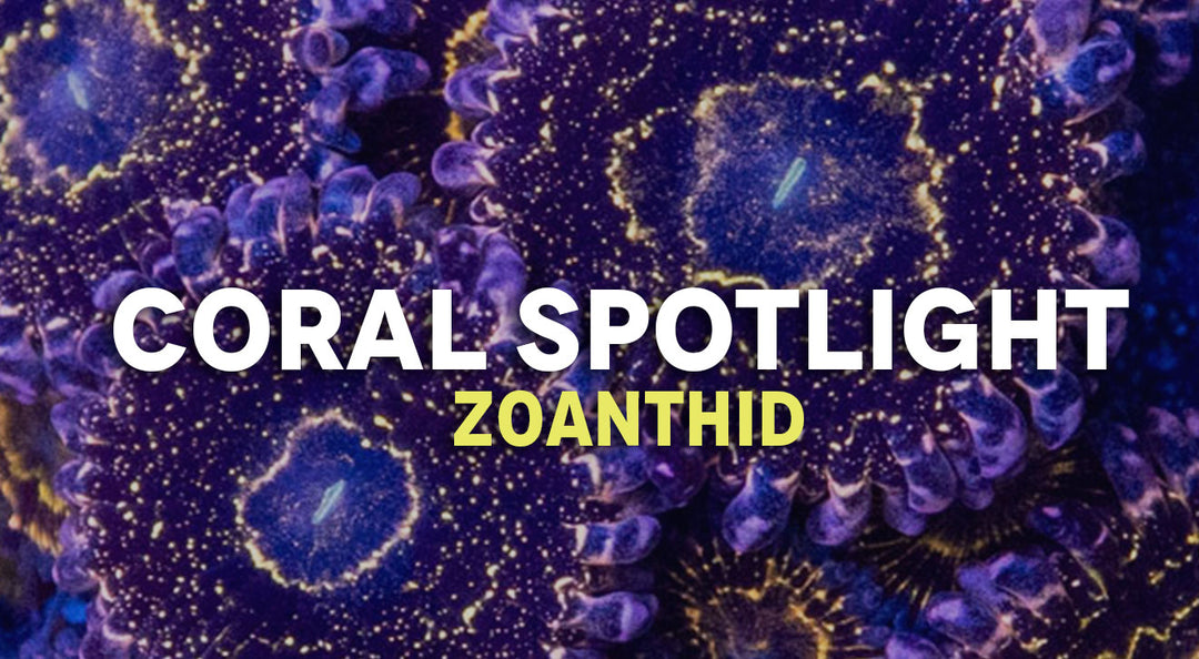 Coral Spotlight: Zoanthids