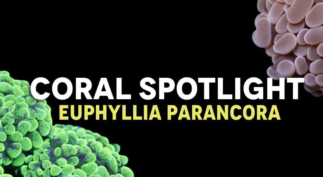 Coral Spotlight: Euphyllia Parancora