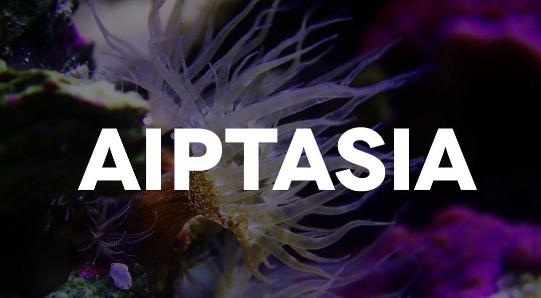 Slik blir du kvitt Glassroser (Aiptasia)