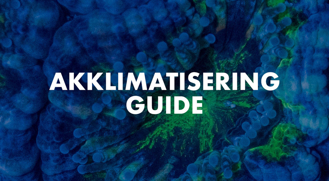 Korall akklimatisering quick guide!