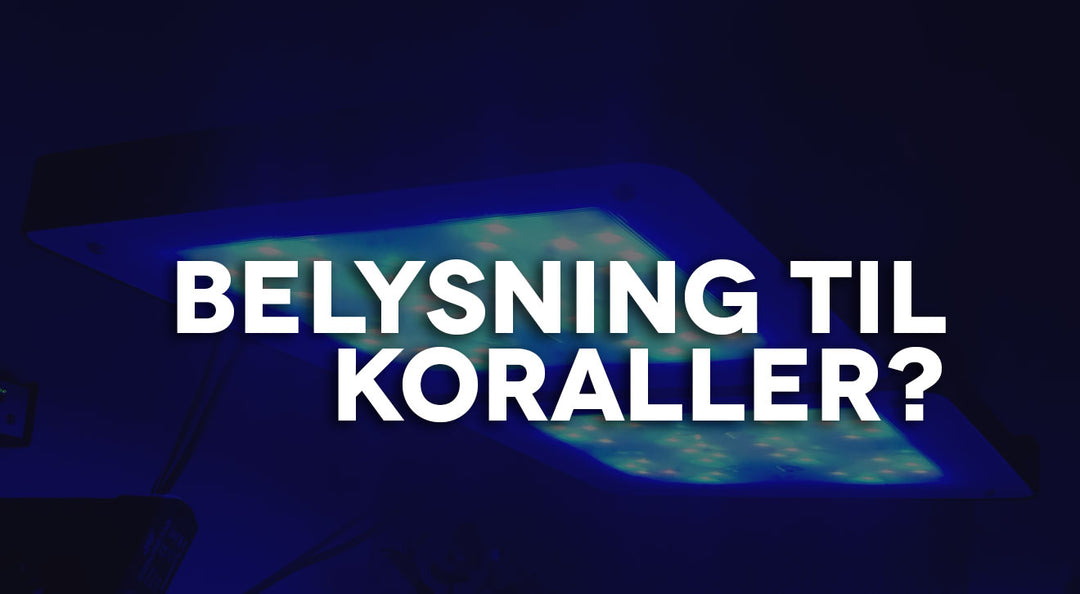 Belysning til koraller?