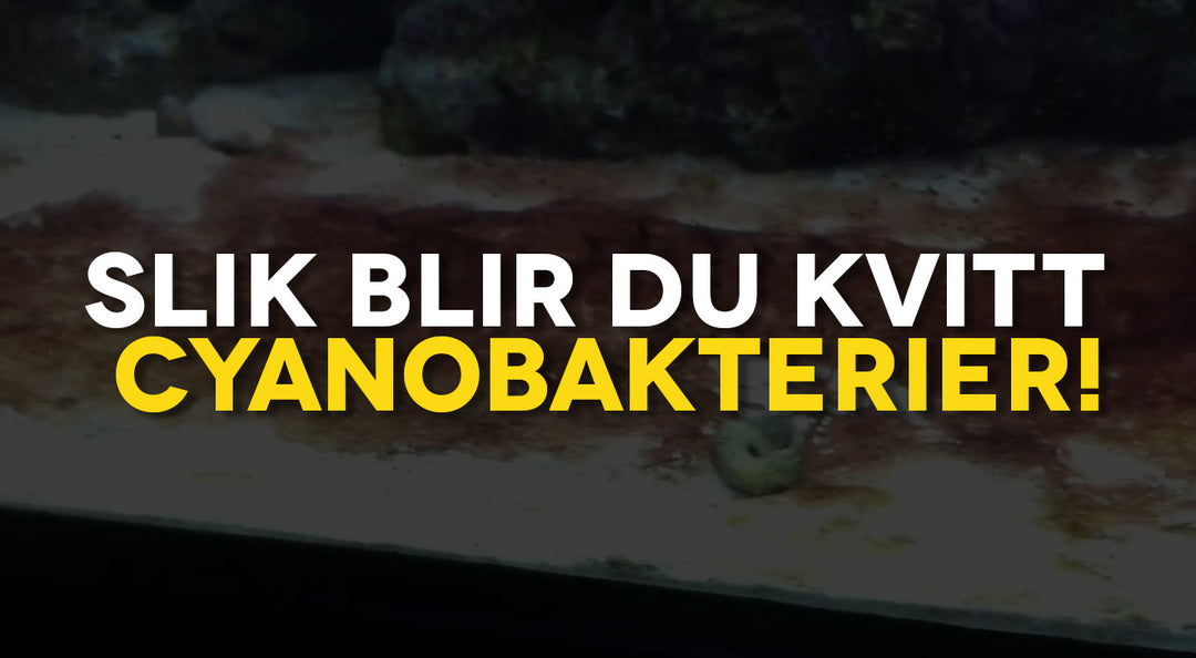 Slik blir du kvitt Cyanobakterier