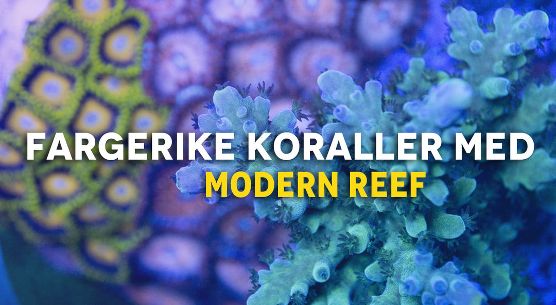 Hvordan få fargerike koraller med Modern Reef!
