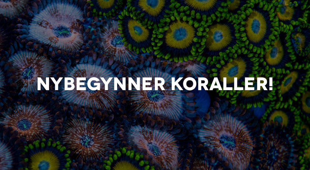 Nybegynner koraller