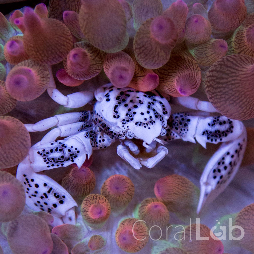 Invertebrater