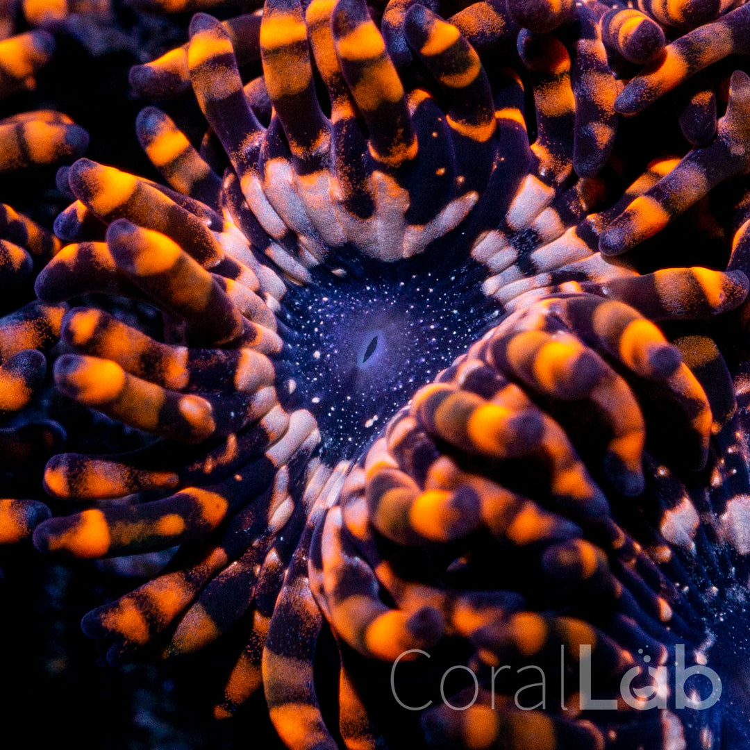 Myk koraller