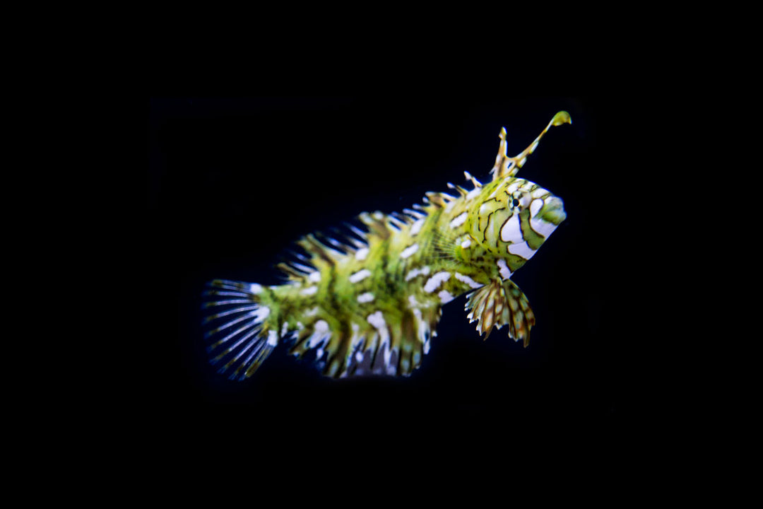 Wrasse