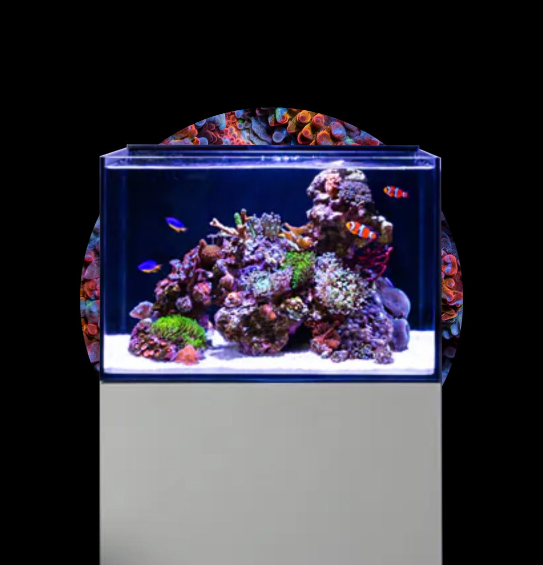 Reef Casa Akvarium