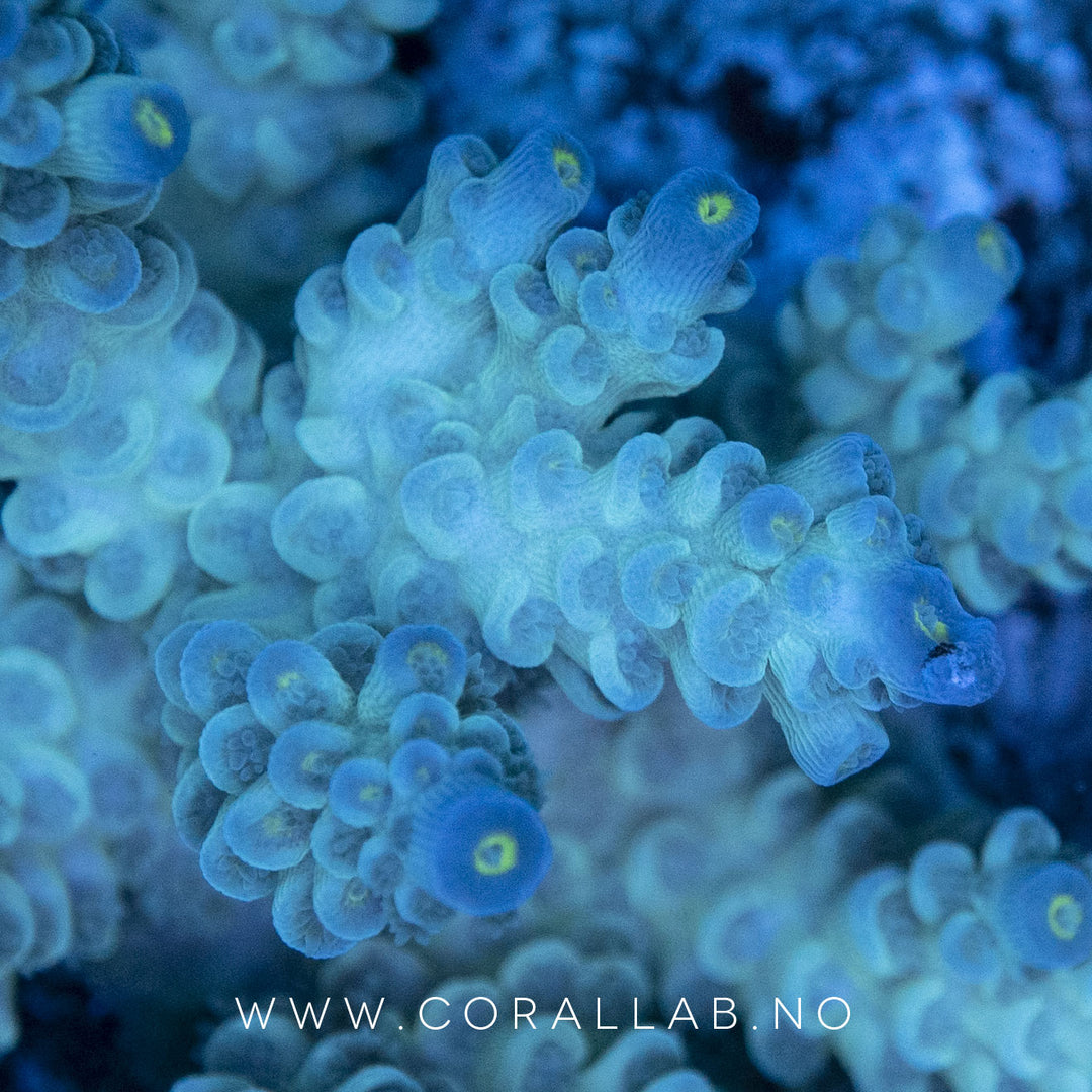 Modern Reef